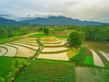 Endonezya 'da güzel bir sabah manzarası, dağ sıraları ve açık gökyüzü olan pirinç tarlalarının panoramik manzarası