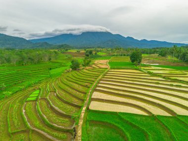 Endonezya 'da güzel bir sabah manzarası, dağ sıraları ve açık gökyüzü olan pirinç tarlalarının panoramik manzarası
