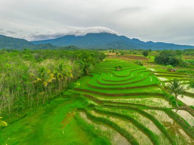 Endonezya 'da güzel bir sabah manzarası, dağ sıraları ve açık gökyüzü olan pirinç tarlalarının panoramik manzarası