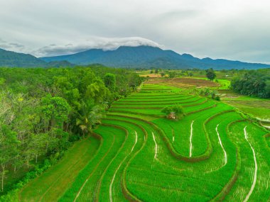 Endonezya 'da güzel bir sabah manzarası, dağ sıraları ve açık gökyüzü olan pirinç tarlalarının panoramik manzarası