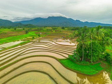 Endonezya 'da güzel bir sabah manzarası, dağ sıraları ve açık gökyüzü olan pirinç tarlalarının panoramik manzarası