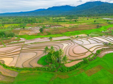 Endonezya 'da güzel bir sabah manzarası, dağ sıraları ve açık gökyüzü olan pirinç tarlalarının panoramik manzarası