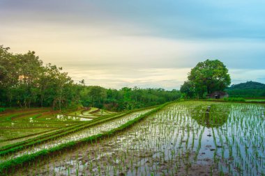 Endonezya 'da güzel bir sabah manzarası, dağ sıraları ve açık gökyüzü olan pirinç tarlalarının panoramik manzarası