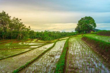 Endonezya 'da güzel bir sabah manzarası, dağ sıraları ve açık gökyüzü olan pirinç tarlalarının panoramik manzarası