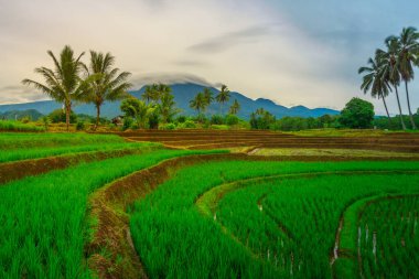 Endonezya 'da güzel bir sabah manzarası, dağ sıraları ve açık gökyüzü olan pirinç tarlalarının panoramik manzarası
