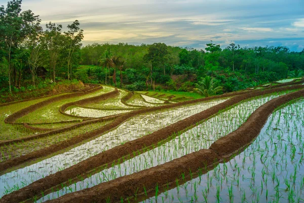 Endonezya 'da güzel bir sabah manzarası, dağ sıraları ve açık gökyüzü olan pirinç tarlalarının panoramik manzarası