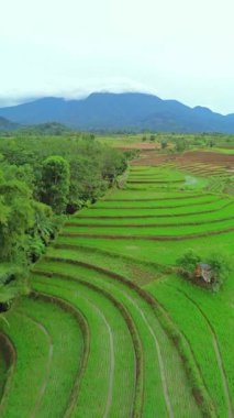 Endonezya 'da güzel bir sabah manzarası, dağ sıraları ve açık gökyüzü olan pirinç tarlalarının panoramik manzarası