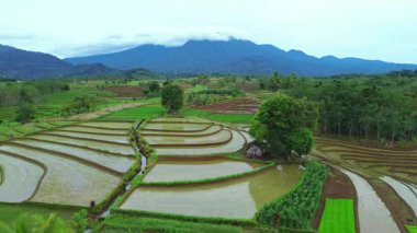 Endonezya 'da güzel bir sabah manzarası, dağ sıraları ve açık gökyüzü olan pirinç tarlalarının panoramik manzarası