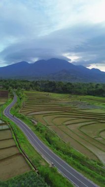 Endonezya 'da güzel bir sabah manzarası, dağ sıraları ve açık gökyüzü olan pirinç tarlalarının panoramik manzarası
