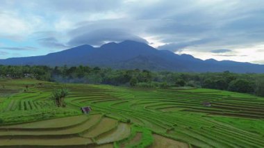 Endonezya 'da güzel bir sabah manzarası, dağ sıraları ve açık gökyüzü olan pirinç tarlalarının panoramik manzarası