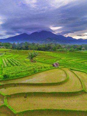 Endonezya 'da güzel bir sabah manzarası, dağ sıraları ve açık gökyüzü olan pirinç tarlalarının panoramik manzarası