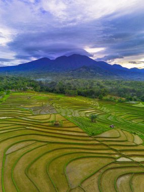 Endonezya 'da güzel bir sabah manzarası, dağ sıraları ve açık gökyüzü olan pirinç tarlalarının panoramik manzarası