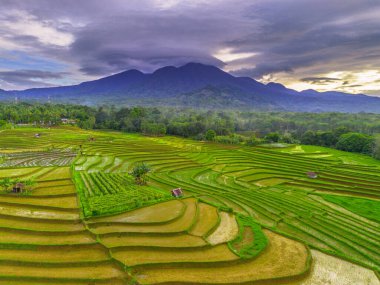 Endonezya 'da güzel bir sabah manzarası, dağ sıraları ve açık gökyüzü olan pirinç tarlalarının panoramik manzarası