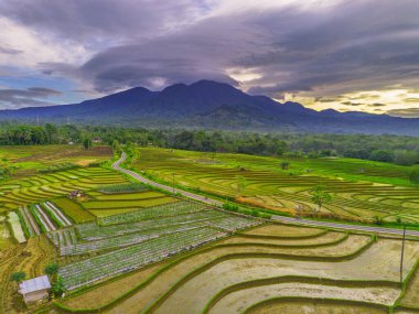 Endonezya 'da güzel bir sabah manzarası, dağ sıraları ve açık gökyüzü olan pirinç tarlalarının panoramik manzarası