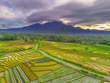Endonezya 'da güzel bir sabah manzarası, dağ sıraları ve açık gökyüzü olan pirinç tarlalarının panoramik manzarası