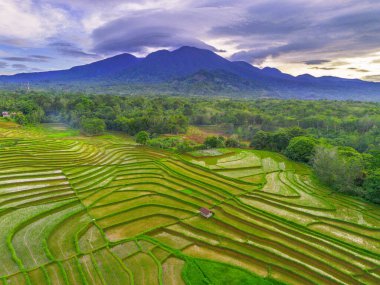 Endonezya 'da güzel bir sabah manzarası, dağ sıraları ve açık gökyüzü olan pirinç tarlalarının panoramik manzarası
