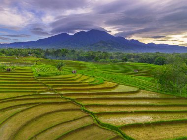 Endonezya 'da güzel bir sabah manzarası, dağ sıraları ve açık gökyüzü olan pirinç tarlalarının panoramik manzarası