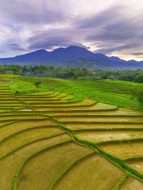 Endonezya 'da güzel bir sabah manzarası, dağ sıraları ve açık gökyüzü olan pirinç tarlalarının panoramik manzarası