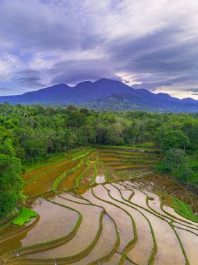 Endonezya 'da güzel bir sabah manzarası, dağ sıraları ve açık gökyüzü olan pirinç tarlalarının panoramik manzarası