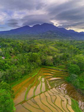 Endonezya 'da güzel bir sabah manzarası, dağ sıraları ve açık gökyüzü olan pirinç tarlalarının panoramik manzarası