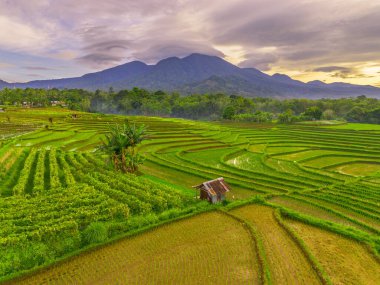 Endonezya 'da güzel bir sabah manzarası, dağ sıraları ve açık gökyüzü olan pirinç tarlalarının panoramik manzarası