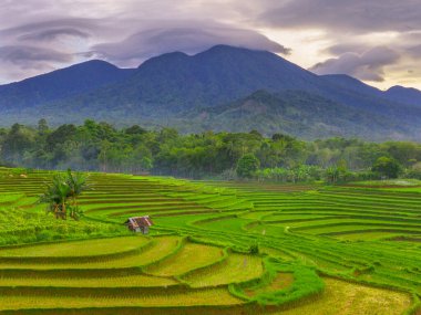 Endonezya 'da güzel bir sabah manzarası, dağ sıraları ve açık gökyüzü olan pirinç tarlalarının panoramik manzarası