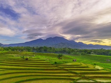 Endonezya 'da güzel bir sabah manzarası, dağ sıraları ve açık gökyüzü olan pirinç tarlalarının panoramik manzarası