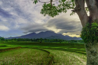 Endonezya 'da güzel bir sabah manzarası, dağ sıraları ve açık gökyüzü olan pirinç tarlalarının panoramik manzarası