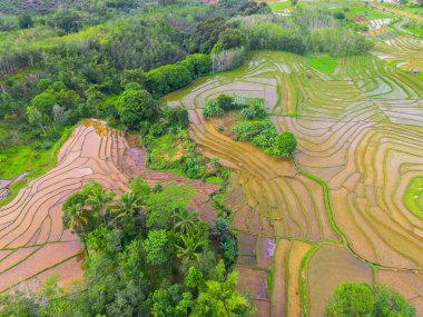 Endonezya 'da güzel bir sabah manzarası, dağ sıraları ve açık gökyüzü olan pirinç tarlalarının panoramik manzarası