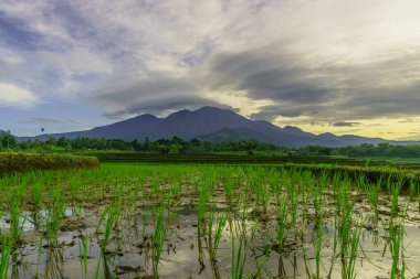 Endonezya 'da güzel bir sabah manzarası, dağ sıraları ve açık gökyüzü olan pirinç tarlalarının panoramik manzarası