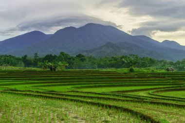 Endonezya 'da güzel bir sabah manzarası, dağ sıraları ve açık gökyüzü olan pirinç tarlalarının panoramik manzarası