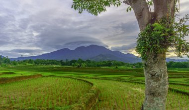 Endonezya 'da güzel bir sabah manzarası, dağ sıraları ve açık gökyüzü olan pirinç tarlalarının panoramik manzarası