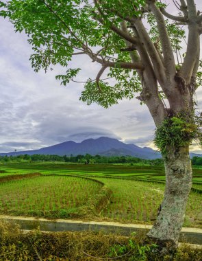 Endonezya 'da güzel bir sabah manzarası, dağ sıraları ve açık gökyüzü olan pirinç tarlalarının panoramik manzarası