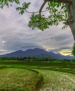 Endonezya 'da güzel bir sabah manzarası, dağ sıraları ve açık gökyüzü olan pirinç tarlalarının panoramik manzarası
