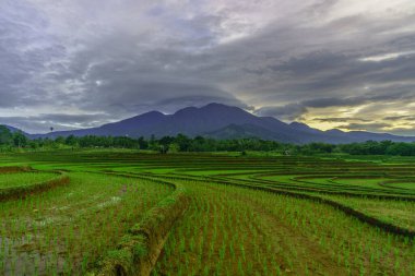 Endonezya 'da güzel bir sabah manzarası, dağ sıraları ve açık gökyüzü olan pirinç tarlalarının panoramik manzarası