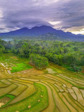 Endonezya 'da güzel bir sabah manzarası, dağ sıraları ve açık gökyüzü olan pirinç tarlalarının panoramik manzarası