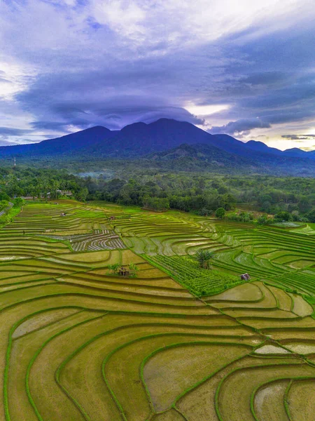Endonezya 'da güzel bir sabah manzarası, dağ sıraları ve açık gökyüzü olan pirinç tarlalarının panoramik manzarası