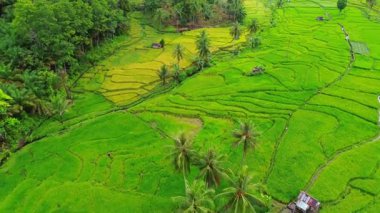 Endonezya 'da güzel bir sabah manzarası, dağ sıraları ve açık gökyüzü olan pirinç tarlalarının panoramik manzarası