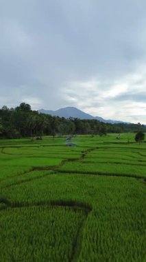Endonezya 'da güzel bir sabah manzarası, dağ sıraları ve açık gökyüzü olan pirinç tarlalarının panoramik manzarası