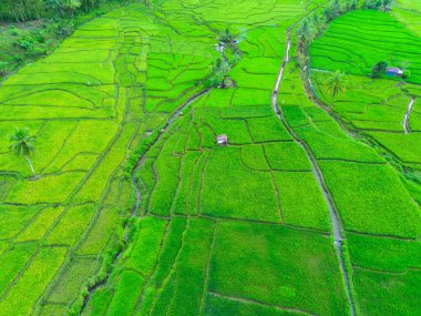 Endonezya 'da güzel bir sabah manzarası, dağ sıraları ve açık gökyüzü olan pirinç tarlalarının panoramik manzarası
