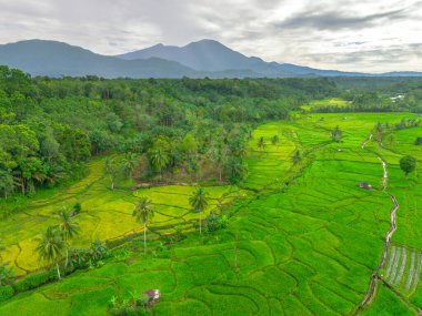 Endonezya 'da güzel bir sabah manzarası, dağ sıraları ve açık gökyüzü olan pirinç tarlalarının panoramik manzarası
