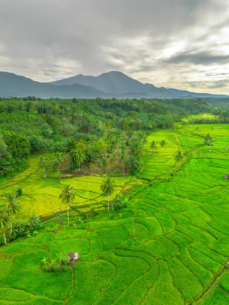 Endonezya 'da güzel bir sabah manzarası, dağ sıraları ve açık gökyüzü olan pirinç tarlalarının panoramik manzarası