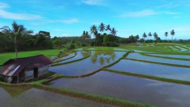 Endonezya 'da güzel bir sabah manzarası, dağ sıraları ve açık gökyüzü olan pirinç tarlalarının panoramik manzarası