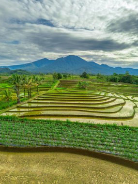 Endonezya 'da güzel bir sabah manzarası, dağ sıraları ve açık gökyüzü olan pirinç tarlalarının panoramik manzarası
