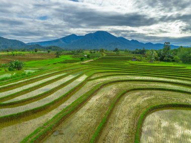 Endonezya 'da güzel bir sabah manzarası, dağ sıraları ve açık gökyüzü olan pirinç tarlalarının panoramik manzarası