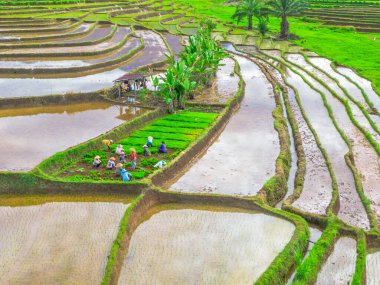 Endonezya 'da güzel bir sabah manzarası, dağ sıraları ve açık gökyüzü olan pirinç tarlalarının panoramik manzarası