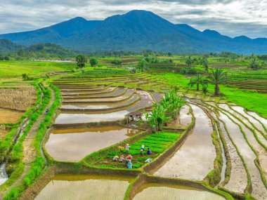 Endonezya 'da güzel bir sabah manzarası, dağ sıraları ve açık gökyüzü olan pirinç tarlalarının panoramik manzarası