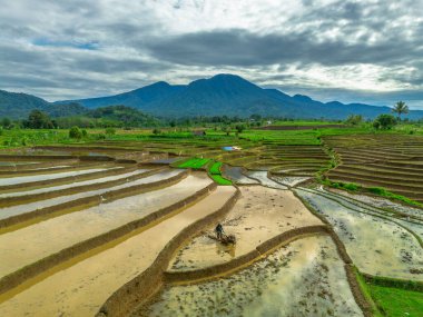 Endonezya 'da güzel bir sabah manzarası, dağ sıraları ve açık gökyüzü olan pirinç tarlalarının panoramik manzarası