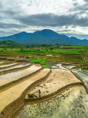 Endonezya 'da güzel bir sabah manzarası, dağ sıraları ve açık gökyüzü olan pirinç tarlalarının panoramik manzarası