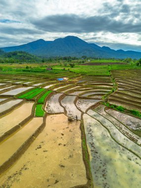 Endonezya 'da güzel bir sabah manzarası, dağ sıraları ve açık gökyüzü olan pirinç tarlalarının panoramik manzarası